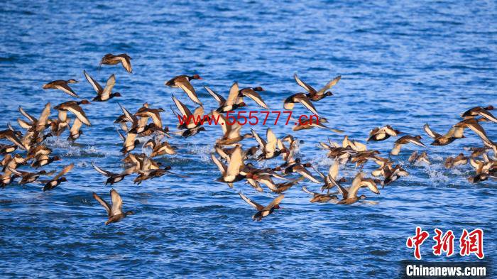 在新疆博湖县博斯腾湖南岸，一群赤嘴潜鸭正在湖中嬉戏、觅食。　年磊 摄