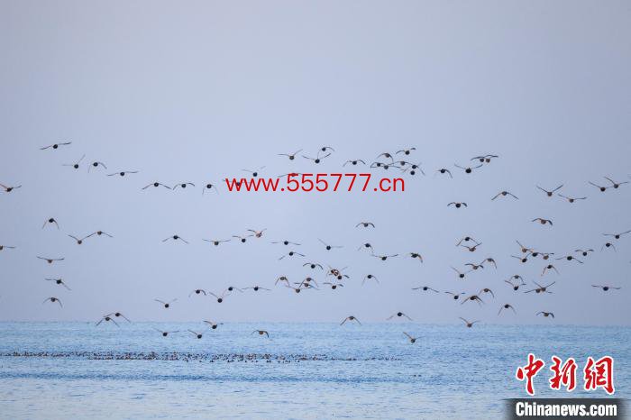 新疆博湖县博斯腾湖迎来一群水鸟栖息越冬。　年磊 摄